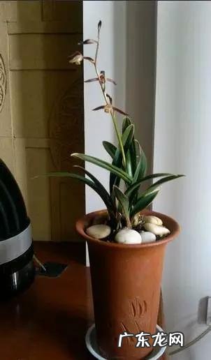 兰花怎么养才能不黄叶?