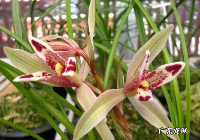 兰花怎么养才能不黄叶?