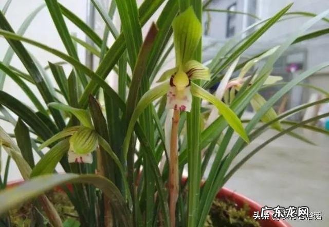 兰花怎么养才能不黄叶?