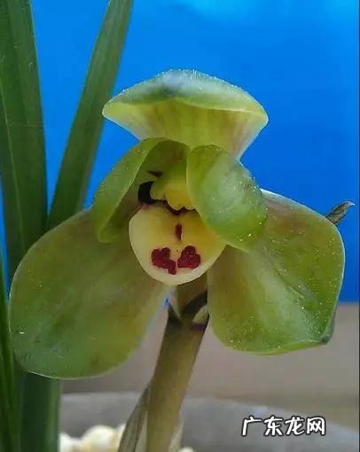 兰花怎么养才能不黄叶?