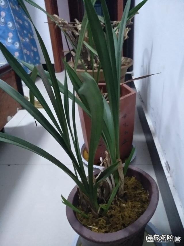 兰花怎么养才能不黄叶?