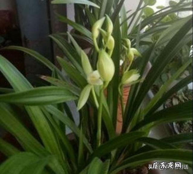 兰花怎么养才能不黄叶?