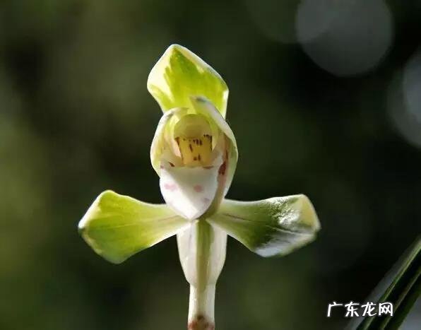 兰花怎么养才能不黄叶?