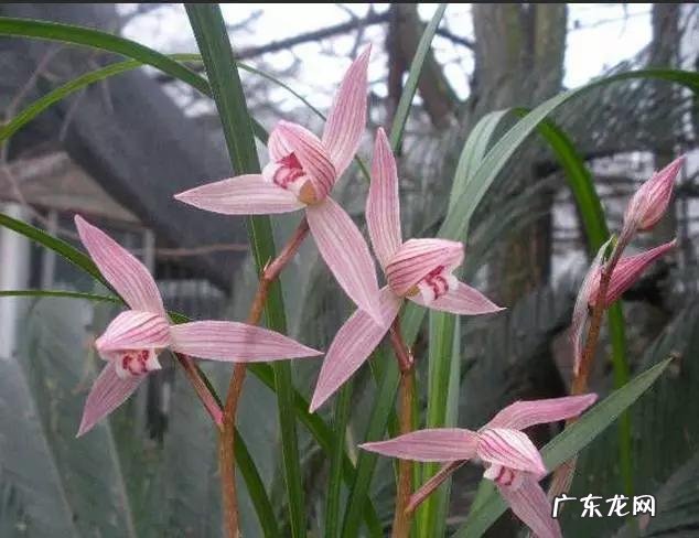 兰花怎么养才能不黄叶?