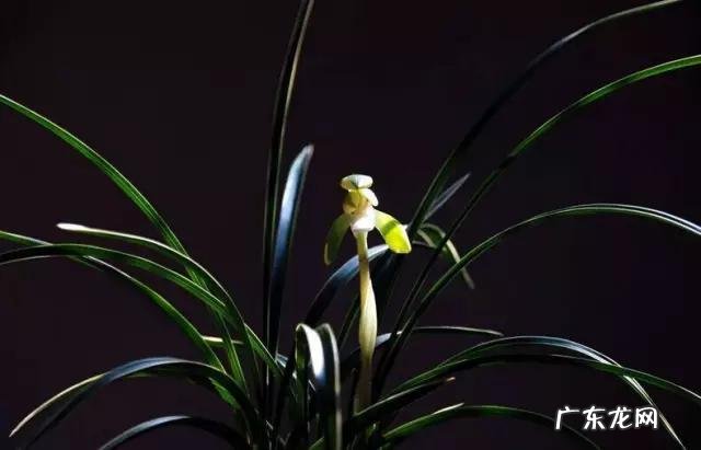 兰花怎么养才能不黄叶?