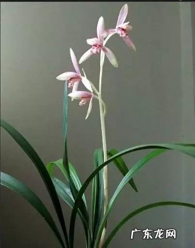 兰花怎么养才能不黄叶？