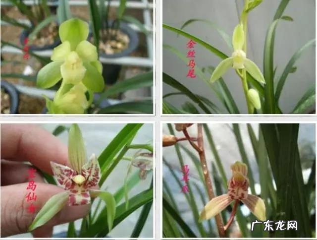 兰花怎么养才能不黄叶?