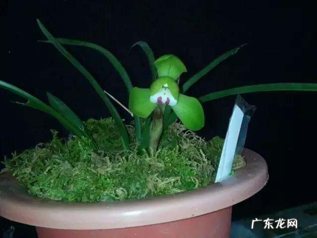 兰花怎么养才能不黄叶？