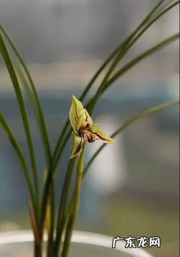 兰花怎么养才能不黄叶?