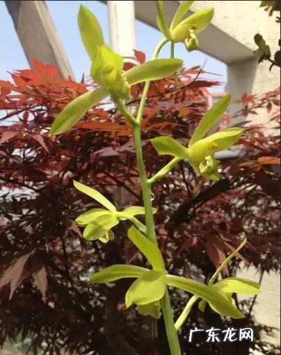 兰花怎么养才能不黄叶?