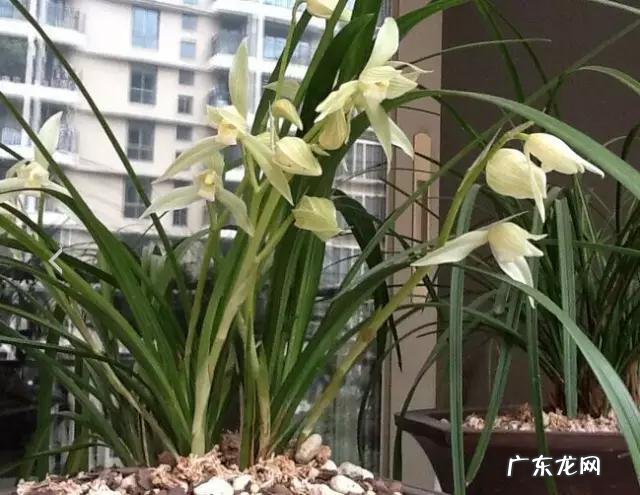 兰花怎么养才能不黄叶?