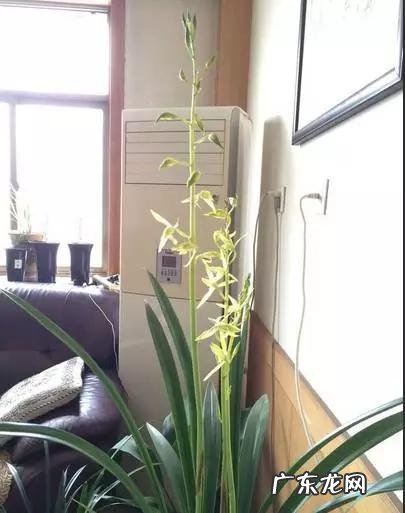 兰花怎么养才能不黄叶？