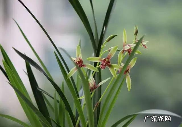 兰花怎么养才能不黄叶?