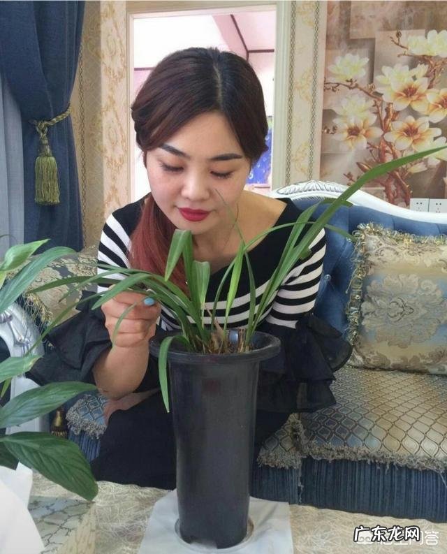 兰花怎么养才能不黄叶？