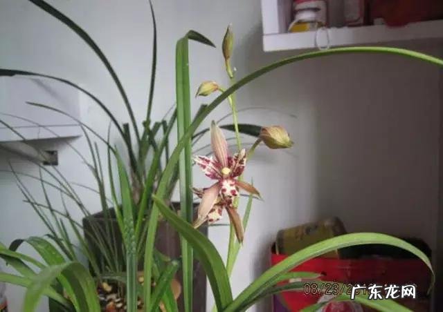 兰花怎么养才能不黄叶？