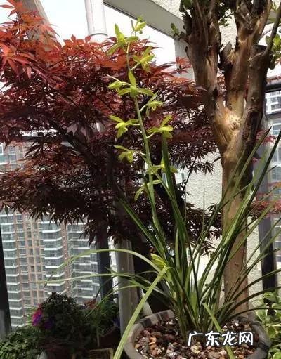 兰花怎么养才能不黄叶?