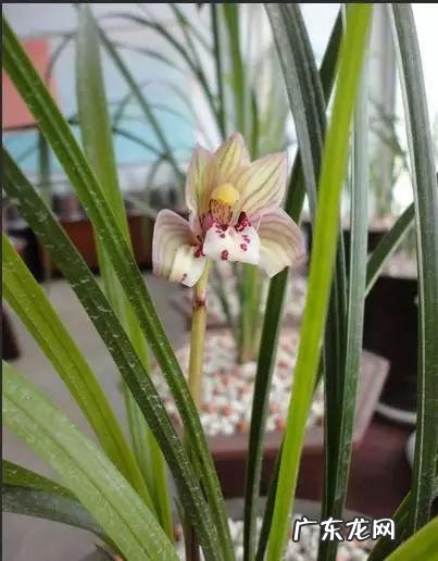 兰花怎么养才能不黄叶?