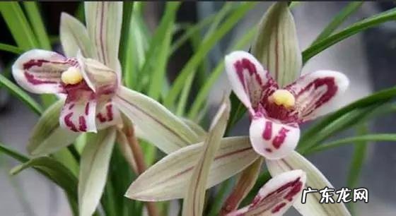 兰花怎么养才能不黄叶?