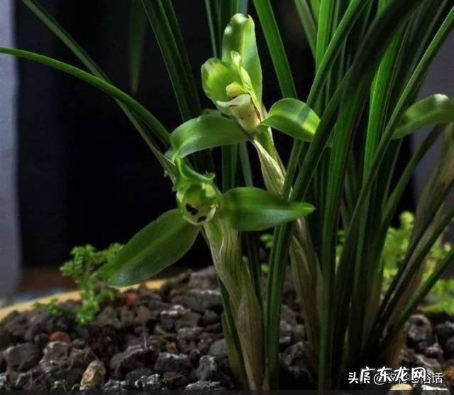 兰花怎么养才能不黄叶？