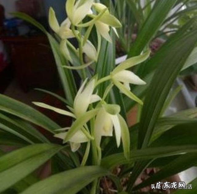 兰花怎么养才能不黄叶?