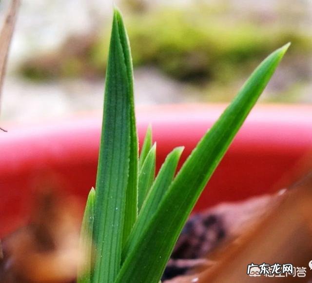 兰花怎么养才能不黄叶?