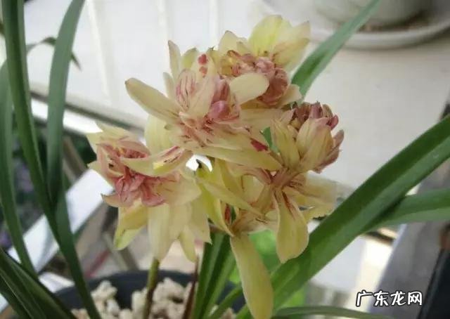 兰花怎么养才能不黄叶？