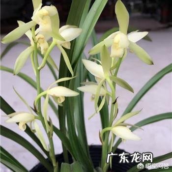 兰花怎么养才能不黄叶?