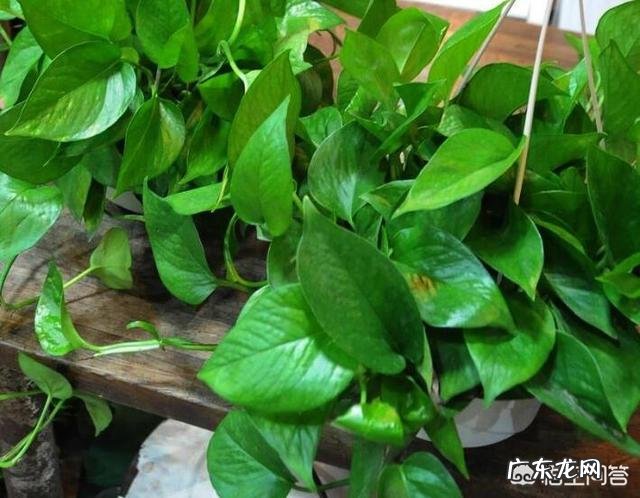 除甲醛最有效的花有哪些?