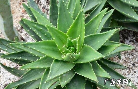 除甲醛最有效的花有哪些?