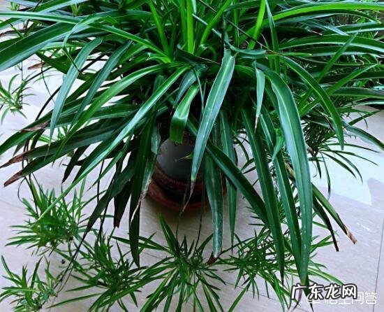 除甲醛最有效的花有哪些?