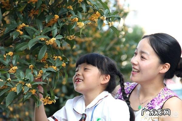 金桂银桂丹桂四季桂怎样区别？