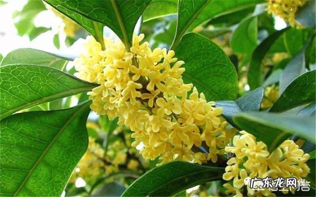 金桂银桂丹桂四季桂怎样区别?