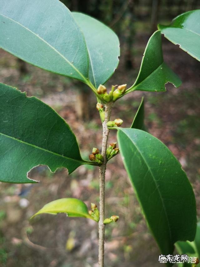 金桂银桂丹桂四季桂怎样区别?