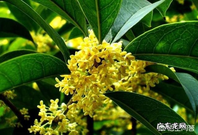 金桂银桂丹桂四季桂怎样区别？