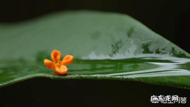 金桂银桂丹桂四季桂怎样区别？