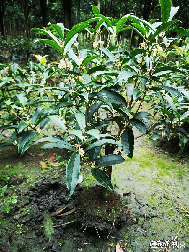 金桂银桂丹桂四季桂怎样区别?