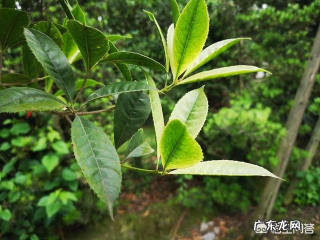 金桂银桂丹桂四季桂怎样区别?