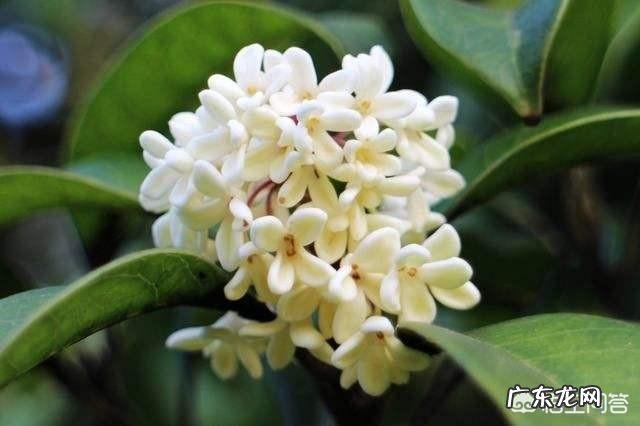 金桂银桂丹桂四季桂怎样区别?