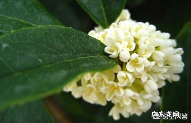 金桂银桂丹桂四季桂怎样区别？