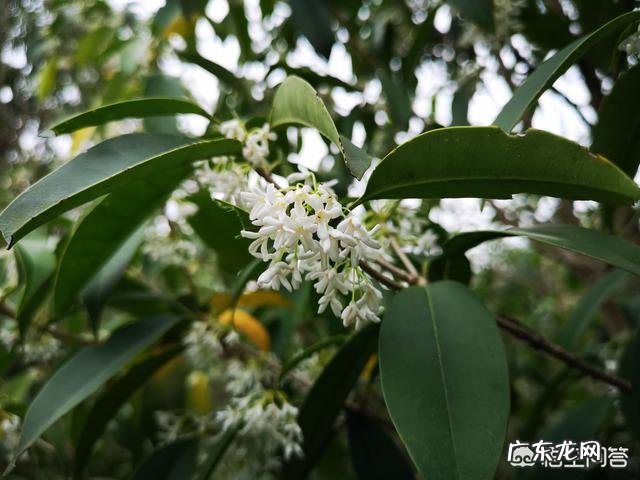 金桂银桂丹桂四季桂怎样区别?