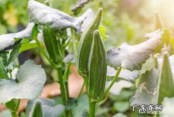 秋葵中黏黏的液体是什么?对人体有什么好处?