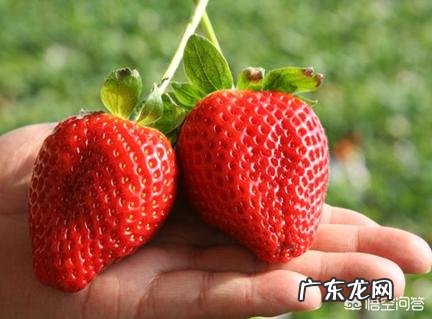 如何选择和种植草莓苗？种植草莓有哪些注意事项？