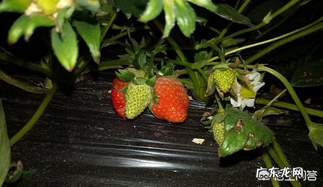 如何选择和种植草莓苗？种植草莓有哪些注意事项？