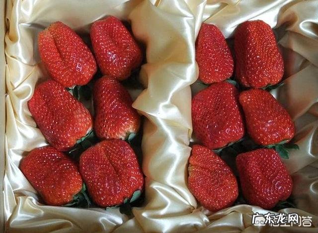 如何选择和种植草莓苗？种植草莓有哪些注意事项？