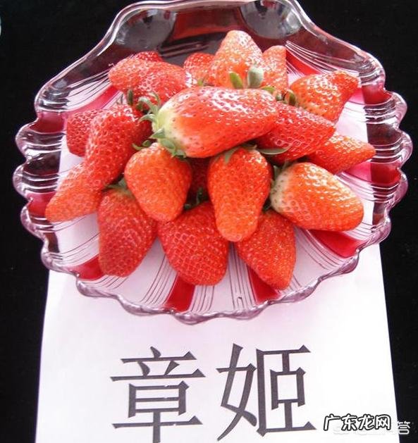 如何选择和种植草莓苗？种植草莓有哪些注意事项？