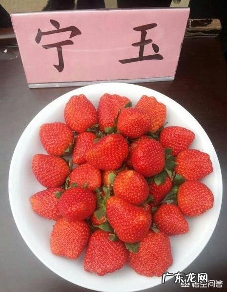 如何选择和种植草莓苗？种植草莓有哪些注意事项？