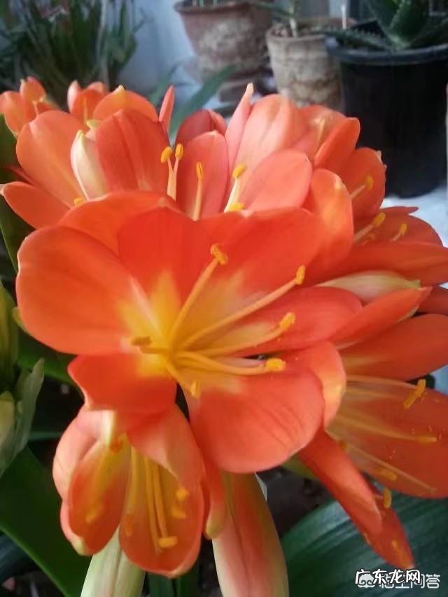 君子兰土壤湿度为多少时适合浇水?需要注意什么?