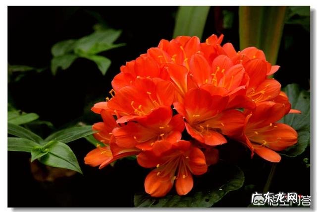 君子兰土壤湿度为多少时适合浇水?需要注意什么?