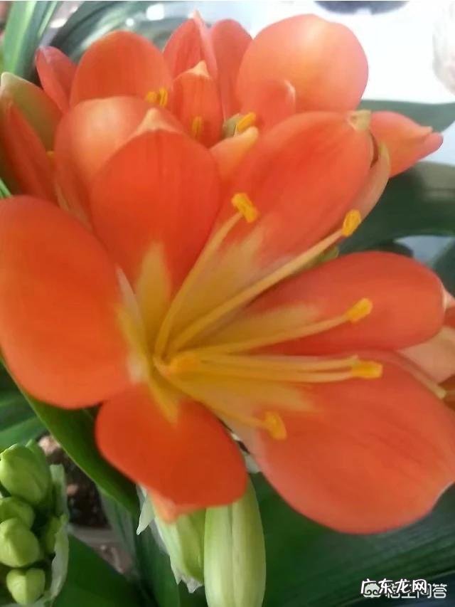 君子兰土壤湿度为多少时适合浇水?需要注意什么?