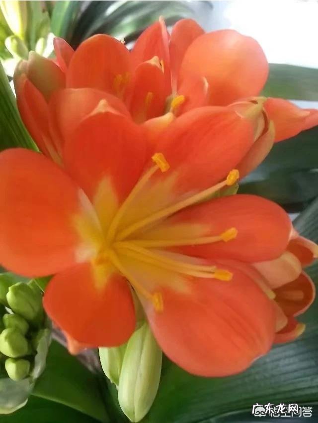 君子兰土壤湿度为多少时适合浇水?需要注意什么?